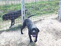 molossi rustici, cane corso nero